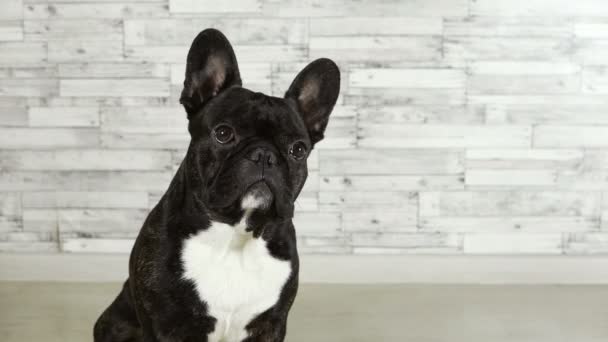 Ζώο Σκυλί Ράτσα Γαλλικό Μπουλντόγκ Συνεδρίαση — Αρχείο Βίντεο