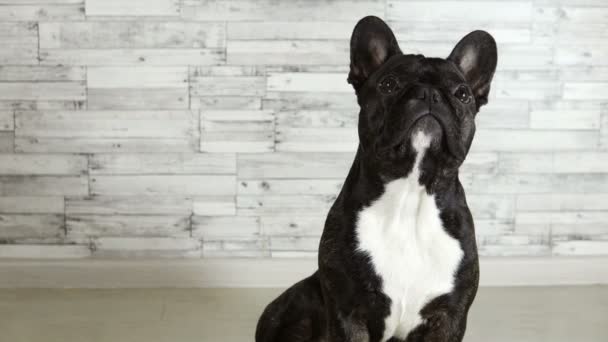 Animal Cão Raça Francês Bulldog Sentado — Vídeo de Stock