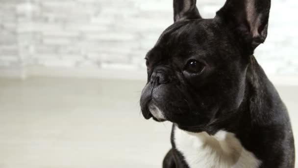 Animal Dog Breed French Bulldog Sitting — Stock Video