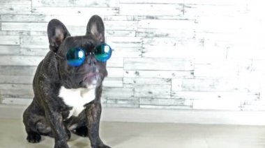 Fransız buldozer ile oturma yalama gözlük