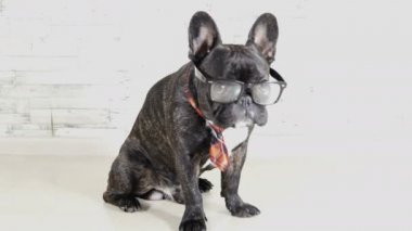 Fransız buldozer gözlük ve kravat oturma yalama