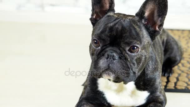 Animale Cane Bulldog Francese Sdraiato Sul Tappeto — Video Stock