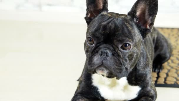 állati kutya francia bulldog feküdt a szőnyeg