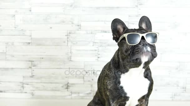 Francia bulldog, szemüveg ülő nyalás