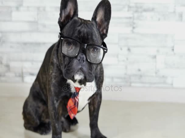 Tierhund Französische Bulldogge Sitzt Krawatte Und Brille — Stockvideo