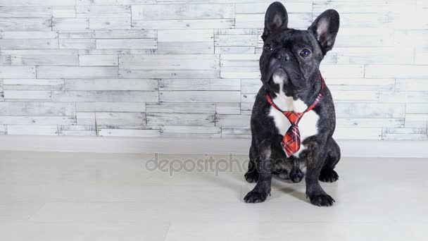 Dog French Bulldog Sitting Lying — Stock Video