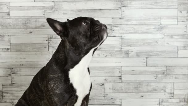 Tierischer Hund Französische Bulldogge Sitzt Leckt Maulkorb — Stockvideo