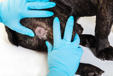 Doktor resepsiyonda düşmüş kıllı köpek
