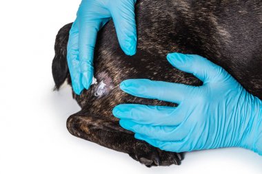 Veteriner deri hastalığı bir köpek muamelesi yapıyor. 