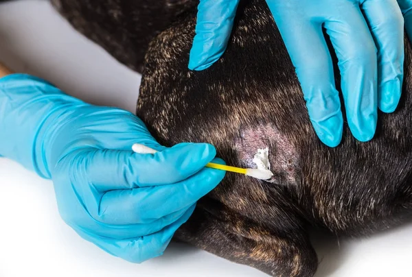 Veterinário trata a doença de pele de um cão — Fotografia de Stock