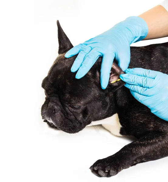 Fransk bulldog att göra en rengöring öron — Stockfoto