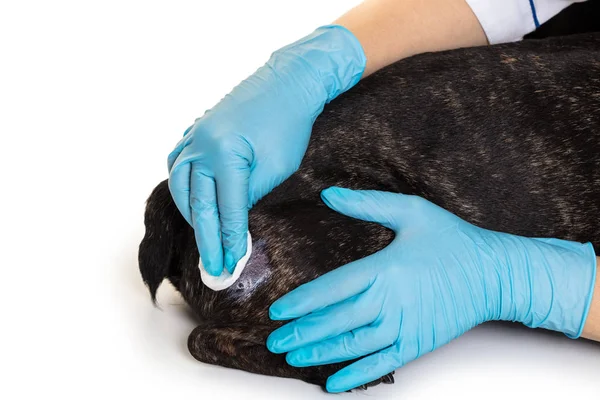 Les mains du médecin traitent la blessure du chien — Photo