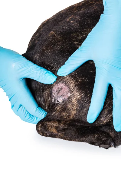 Mãos veterinário e pele careca de um cão — Fotografia de Stock