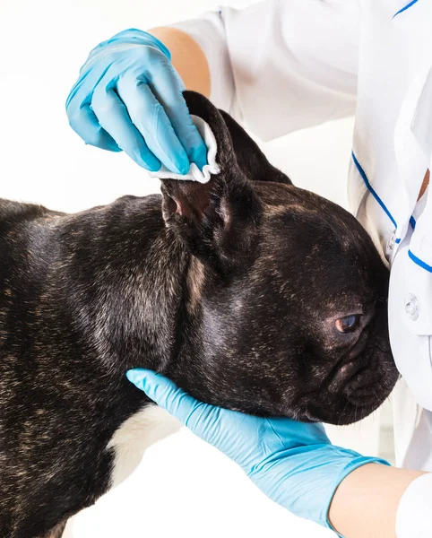 Französische Bulldogge macht Putzohren — Stockfoto