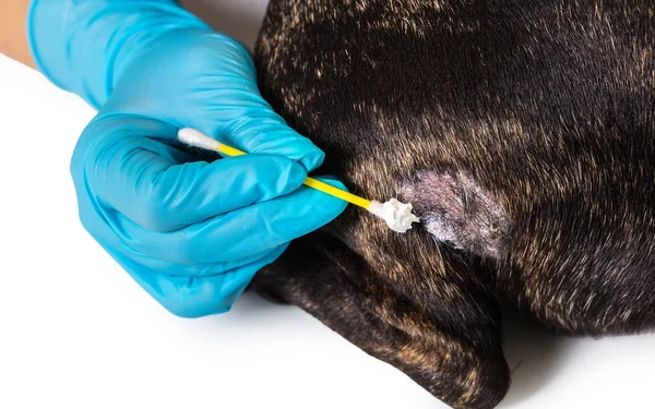 veterinarian treats skin disease of a dog