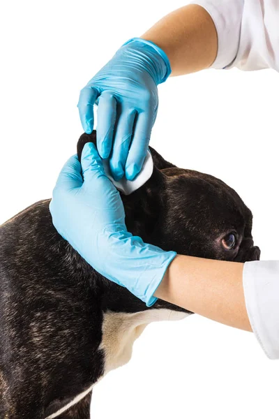 Bouledogue français faisant une oreille propre — Photo