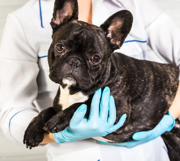 Perro en manos de un veterinario — Foto de Stock