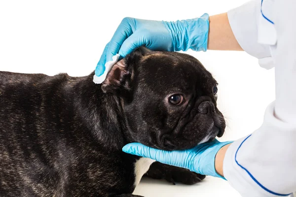 Franse bulldog maken een schoonmaak oren — Stockfoto