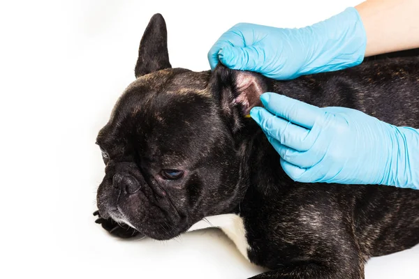 Franse bulldog maken een schoonmaak oren — Stockfoto