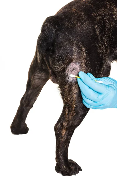 Tierarzt behandelt eine Wunde — Stockfoto