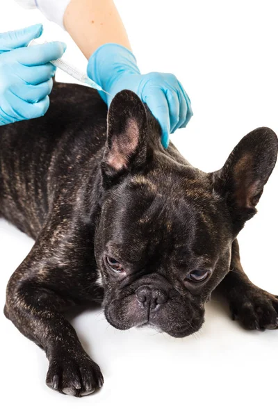 Veterinär vaccinerande hund — Stockfoto