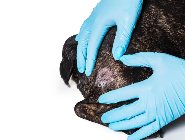 Mãos em luvas e pele careca de um cão — Fotografia de Stock