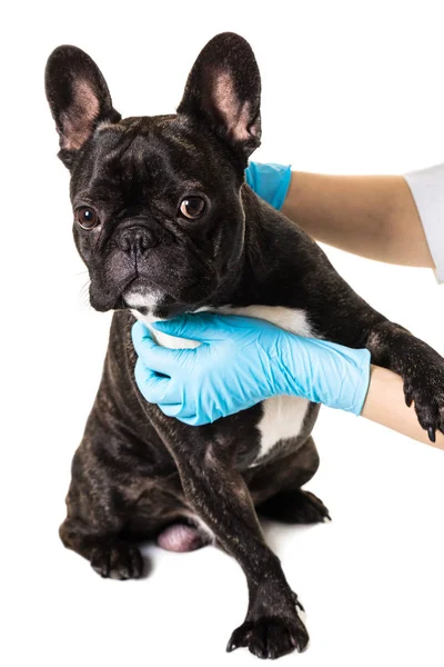 Bouledogue français entre les mains d'un vétérinaire — Photo