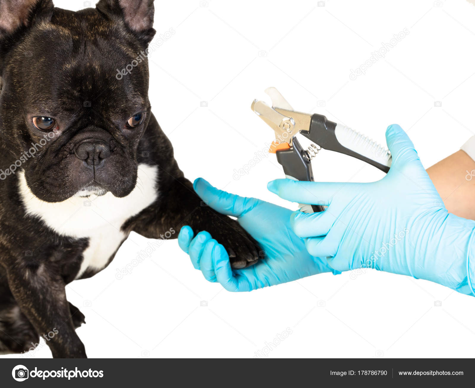 Dyrlæge skærer hundens kløer — Stock-foto © JamaL1977a #178786790