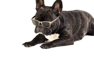 köpek bardaklarda Fransız buldozer
