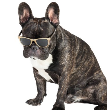 köpek bardaklarda Fransız buldozer 