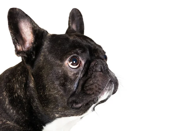 Dierlijke hond Franse bulldog — Stockfoto