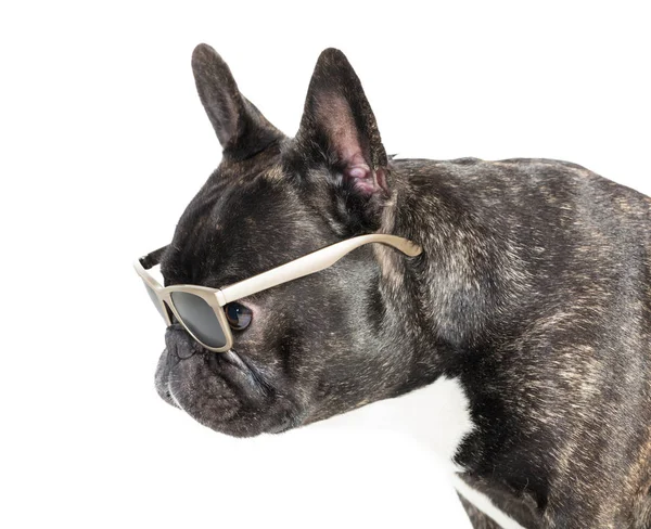 Cane bulldog francese in occhiali — Foto Stock