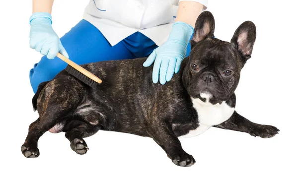 Il veterinario pettina la pelliccia del cane — Foto Stock