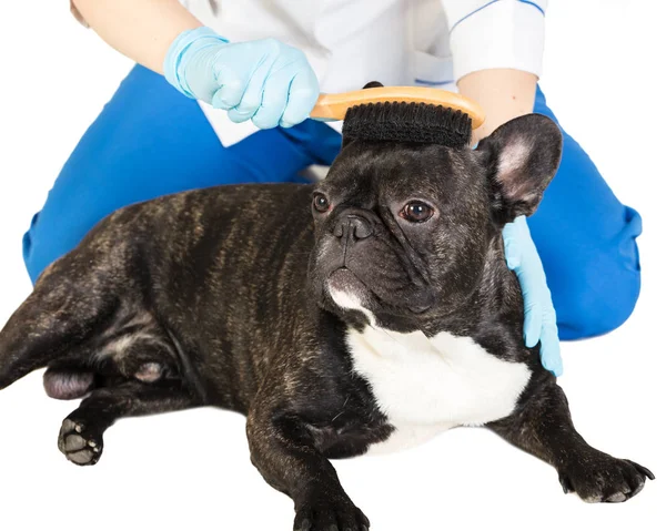 Veterinární lékař hřebeny na psí srst — Stock fotografie