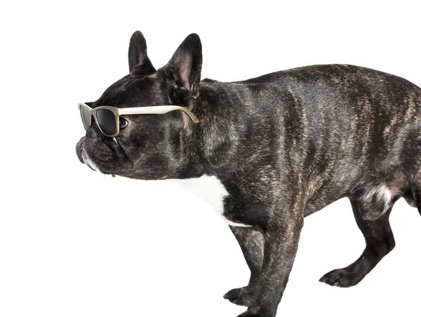Franse bulldog in bril van de hond — Stockfoto