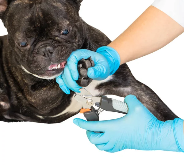 Veterinário corta as garras do cão — Fotografia de Stock