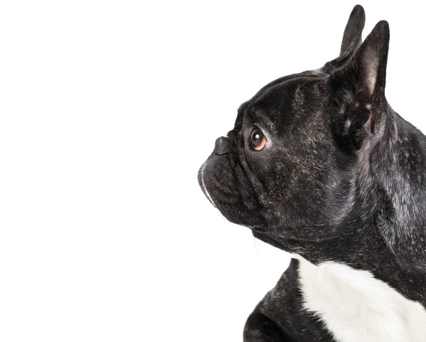 Dierlijke hond Franse bulldog liegen — Stockfoto