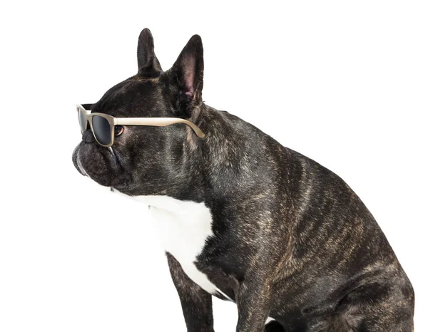 Hund Französische Bulldogge in Brille — Stockfoto