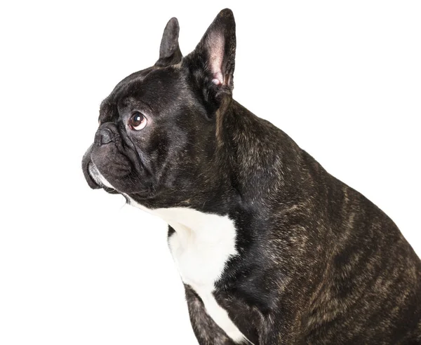 Animal dog French bulldog — Stock Photo, Image