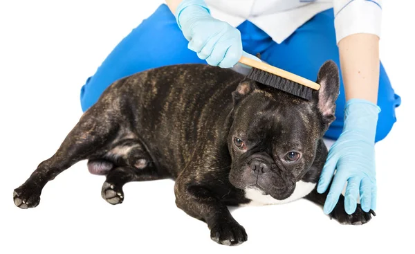 Veterinarian combs the dog's fur — Stock Photo, Image
