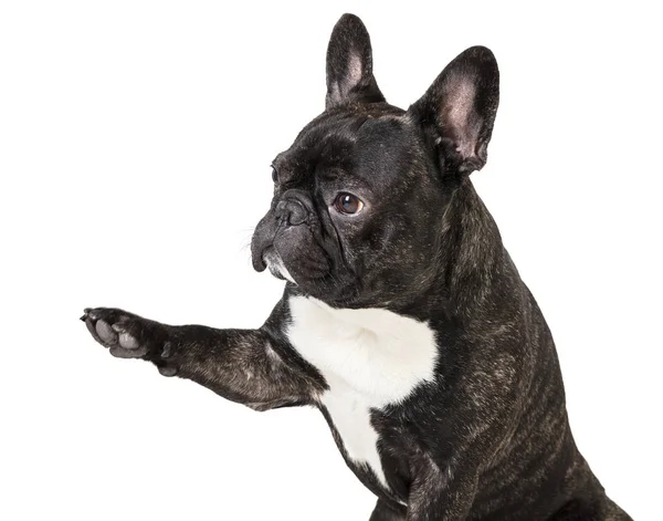 Fransk bulldog med upphöjda tass — Stockfoto