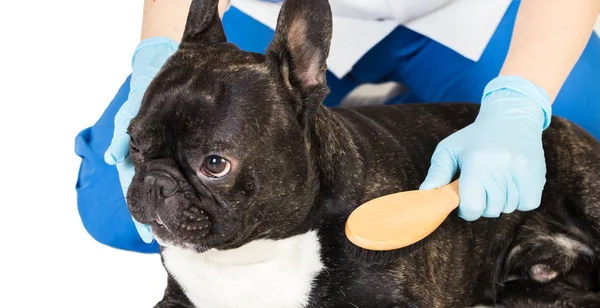 Veterinário penteia a pele do cão — Fotografia de Stock