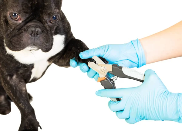 Tierarzt schneidet dem Hund die Krallen — Stockfoto