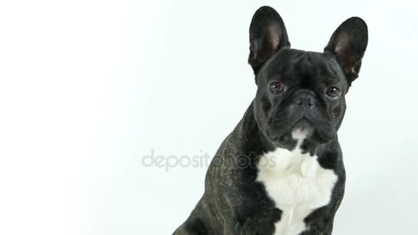 Französische Bulldogge Sitzend Und Schauend Weißer Hintergrund — Stockvideo