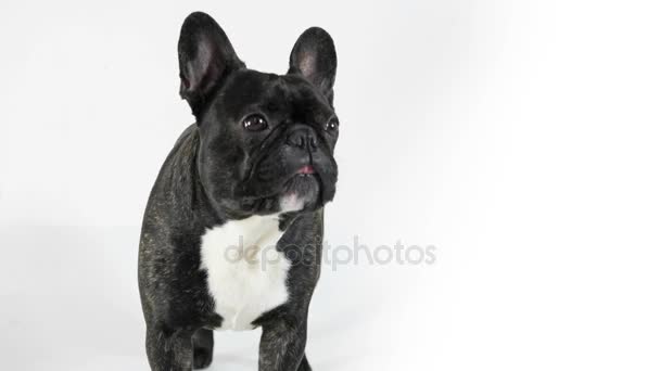 Bouledogue français debout et léchant, fond blanc 