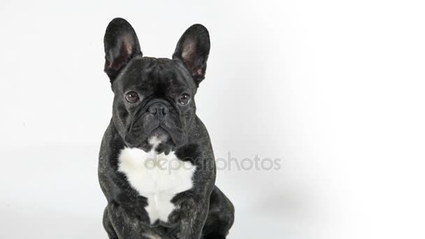 Bouledogue français assis et regardant, fond blanc 