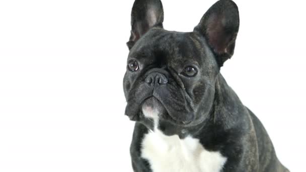 Fransk Bulldog Hund Sitter Och Tittar Vit Bakgrund — Stockvideo