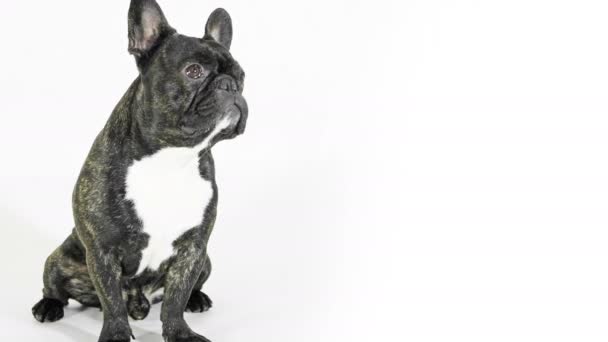 Fransk Bulldog Hund Sitter Och Tittar Vit Bakgrund — Stockvideo