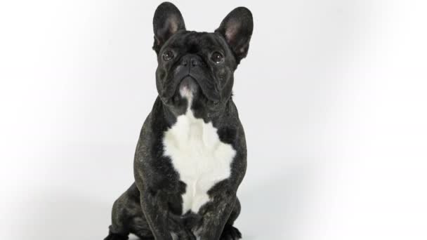 Bouledogue français assis et regardant, fond blanc 