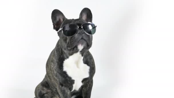 Franse Bulldog Zitten Glazen Likken Witte Achtergrond — Stockvideo